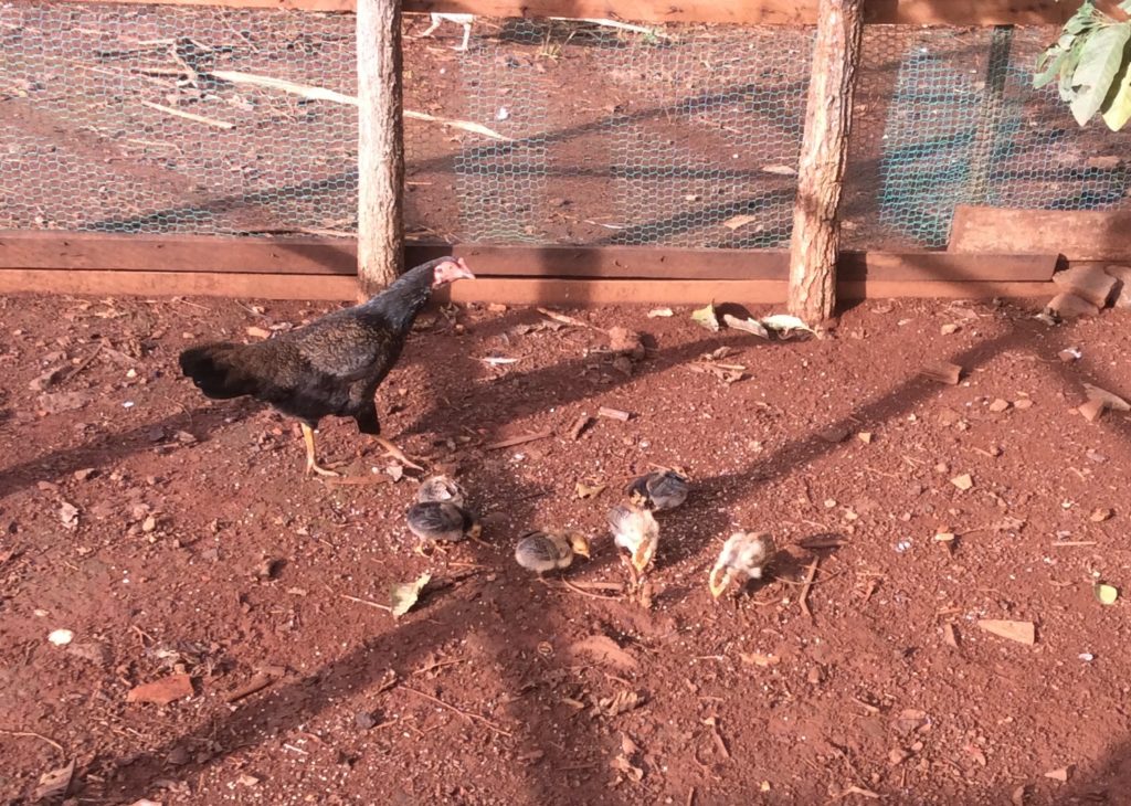 Les poules protègent leurs poussins