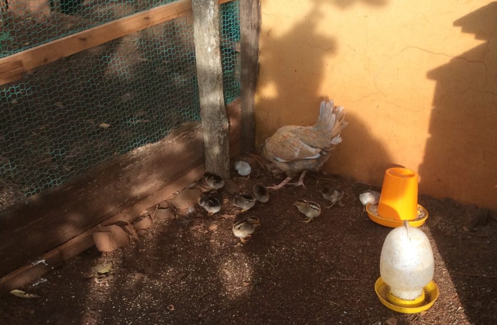 Les poules éduque leurs poussins