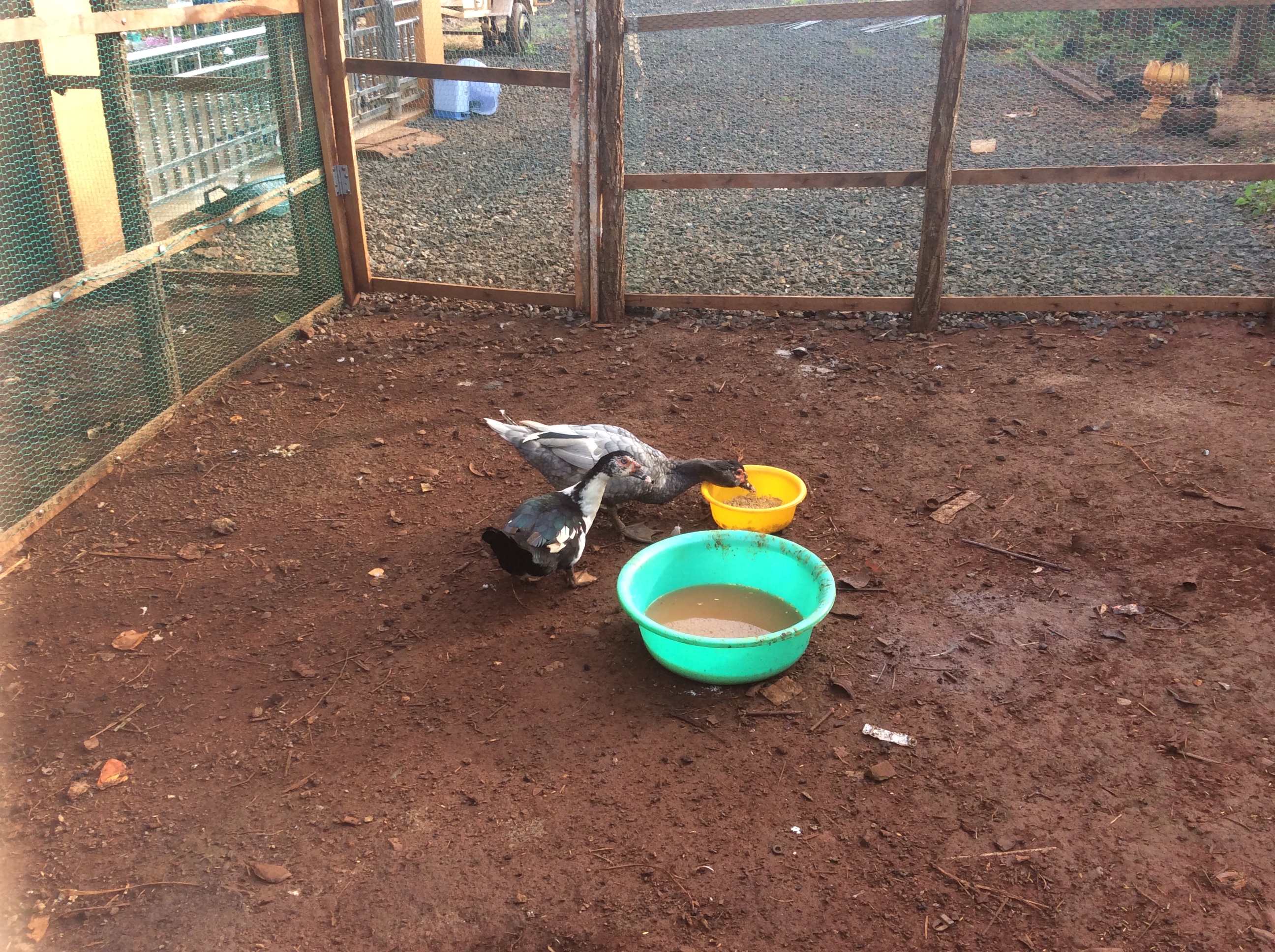 Les canards ont faim 